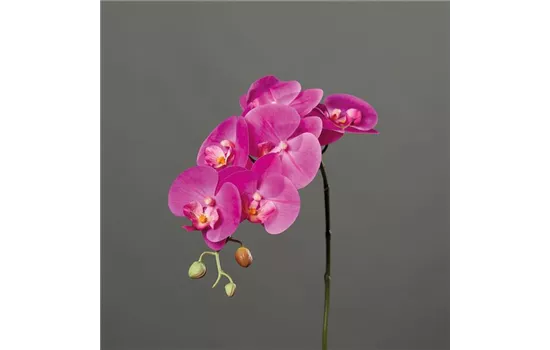 Orchidee Phalaenopsis, Rispe mit 6 Blüten in natürlicher Haptik und 3 Knospen Orchidee Phalaenopsis, Rispe mit 6 Blüten in natürlicher Haptik und 3 Knospen