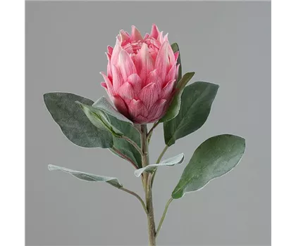 Kunstblume Protea Barbigera (Zuckerbusch) pink, mit Blüte und Blättern