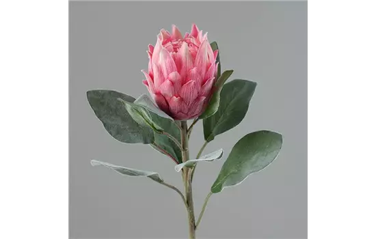 Protea Barbigera (Zuckerbusch), Blüte und Blättern