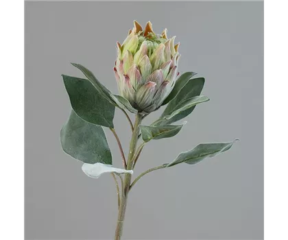 Kunstblume Protea Barbigera (Zuckerbusch) grün, mit Blüte und Blättern