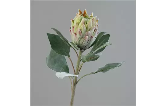 Protea Barbigera (Zuckerbusch), Blüte und Blättern
