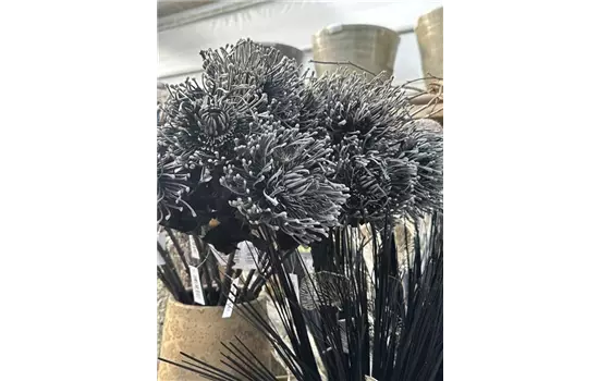 Protea Black (Zuckerbusch), Blüte und Blättern