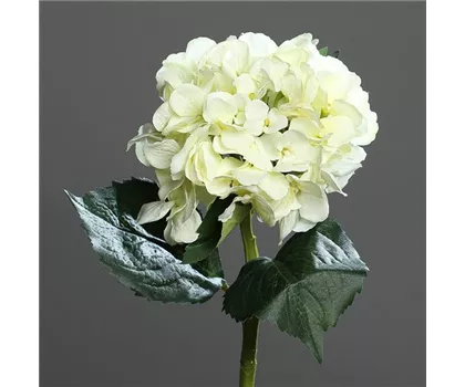 Hortensie (Hydrangea), creme weiß - 1 Blütenkopf, 3 Blätter, Textil Hortensie (Hydrangea), creme weiß - 1 Blütenkopf, 3 Blätter, Textil