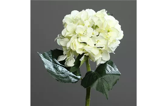 Hortensie (Hydrangea), creme weiß - 1 Blütenkopf, 3 Blätter, Textil