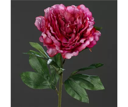 Päonie (Pfingstrose), große offene künstliche Blüte, mit 2 Blättern Päonie (Pfingstrose), große offene künstliche Blüte, mit 2 Blättern