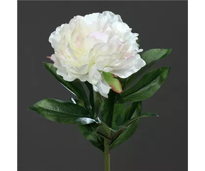 Päonie (Pfingstrose), große offene künstliche Blüte, mit 2 Blättern Päonie (Pfingstrose), große offene künstliche Blüte, mit 2 Blättern
