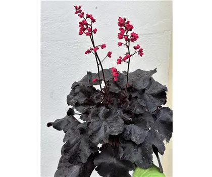 Heuchera "Black Forest Cake" Heuchera "Black Forest Cake"