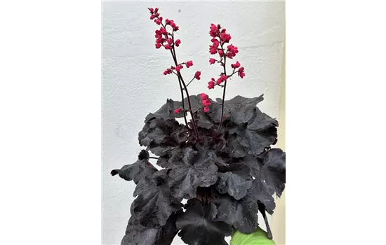 Heuchera "Black Forest Cake" Heuchera "Black Forest Cake"