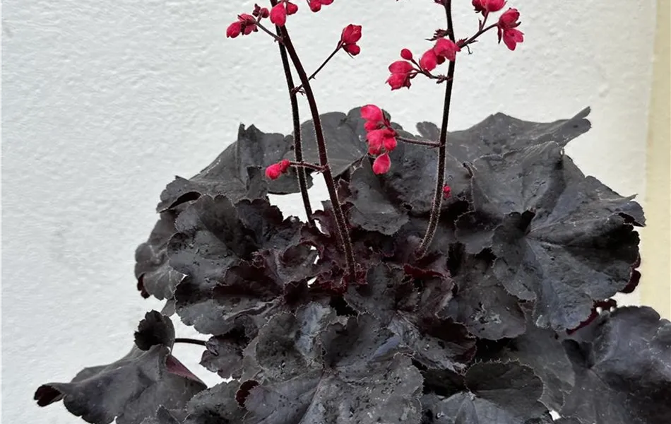 Heuchera "Black Forest Cake"
