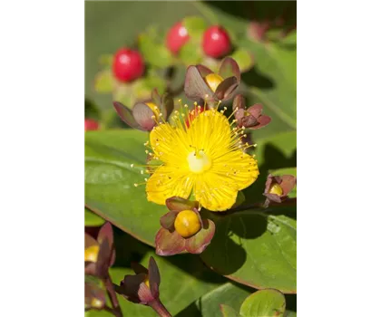 Beeren-Johanniskraut im Topf