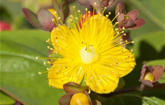 Hypericum inodorum Hypericum inodorum