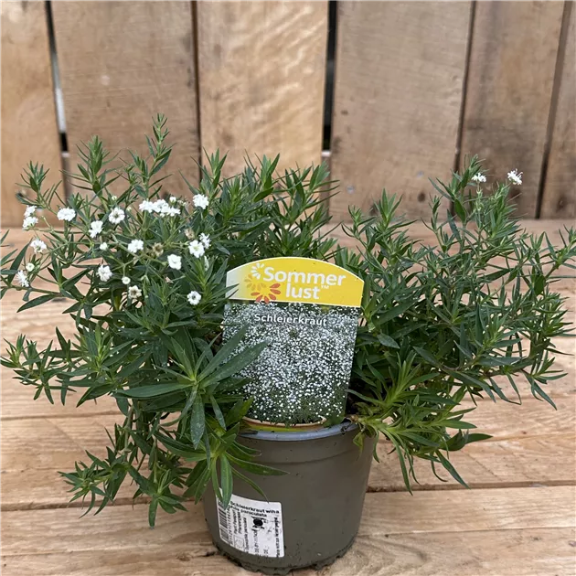 Garten-Schleierkraut 'Summer Sparkles'(s)