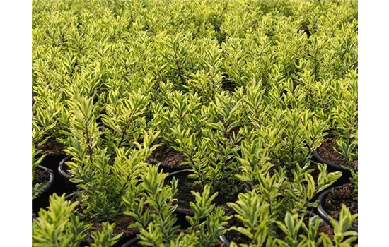 Hebe 'Spakling Saphire'