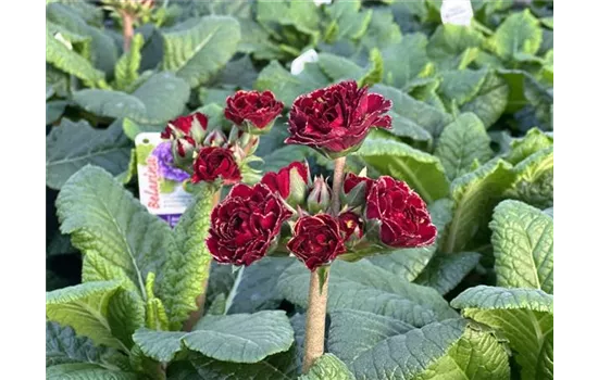 Rosen-Stilprimel POLLYANNA 'Touch of Gold' Neuheit 2024