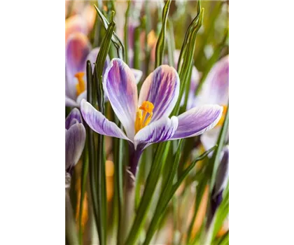Crocus vernus 'Pickwick' - lila-weiss Crocus vernus 'Pickwick' - lila-weiss