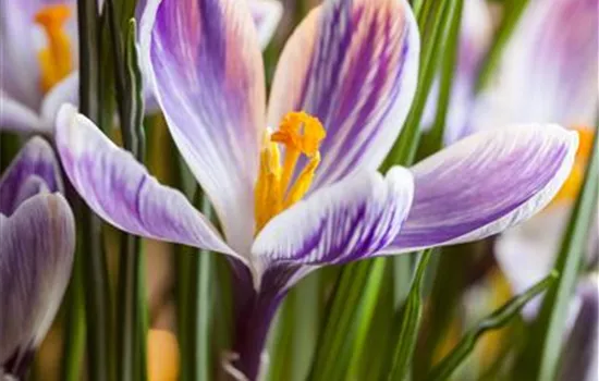 Crocus vernus 'Pickwick' - lila-weiss Crocus vernus 'Pickwick' - lila-weiss