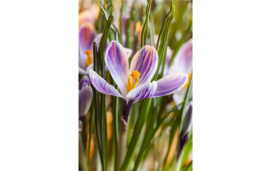 Crocus vernus 'Pickwick' - lila-weiss Crocus vernus 'Pickwick' - lila-weiss