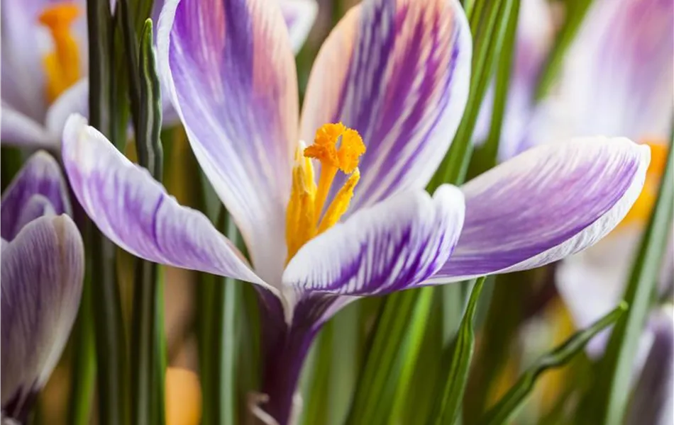 Crocus vernus 'Pickwick' - lila-weiss