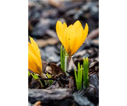 Crocus vernus - gelb Crocus vernus - gelb