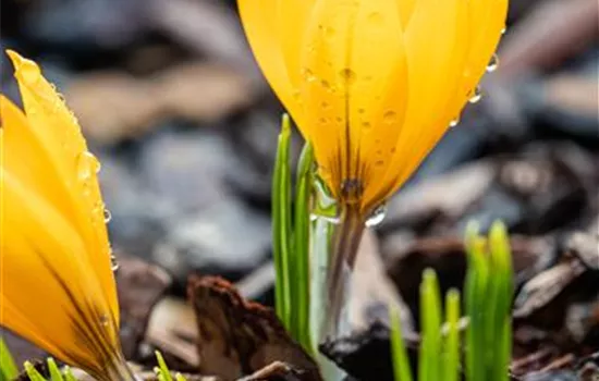Crocus vernus - gelb Crocus vernus - gelb