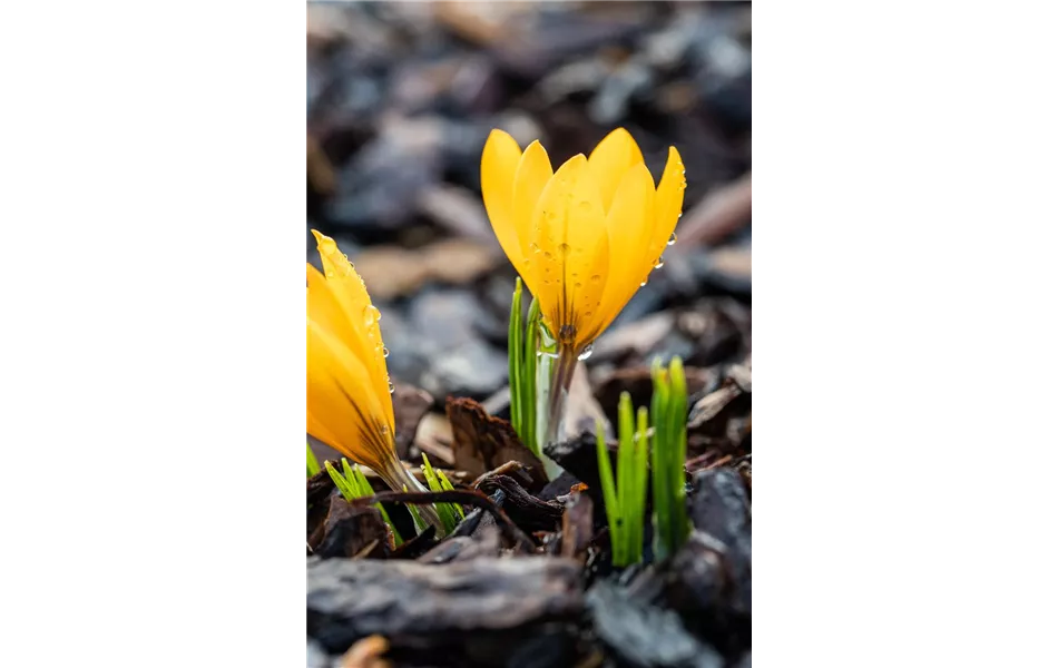 Crocus vernus - gelb Crocus vernus - gelb