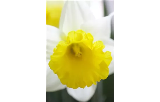 Trompeten-Narzisse 'Goblet' 