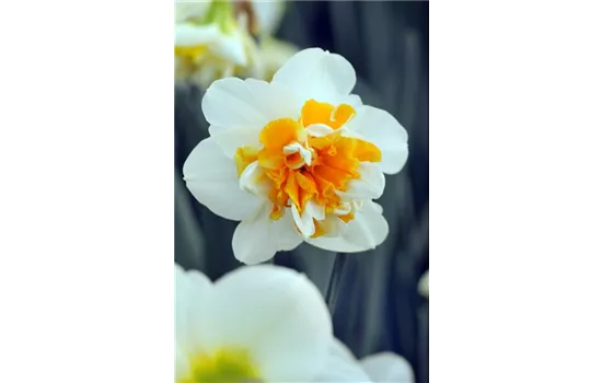 Narzisse 'Peach Swirl' Narzisse 'Peach Swirl'