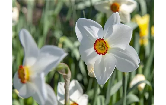 Großblumige Dichter-Narzisse 'Recurvus' Großblumige Dichter-Narzisse 'Recurvus'