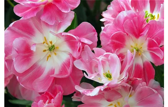 Tulpe 'Upstar Double Late' Tulpe 'Upstar Double Late'