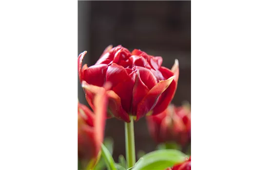 Tulpe 'Abba' Tulpe 'Abba'