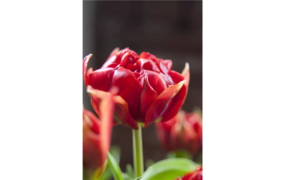 Tulpe 'Abba' Tulpe 'Abba'