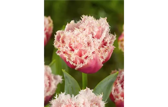 Tulpe 'Queensland' Tulpe 'Queensland'