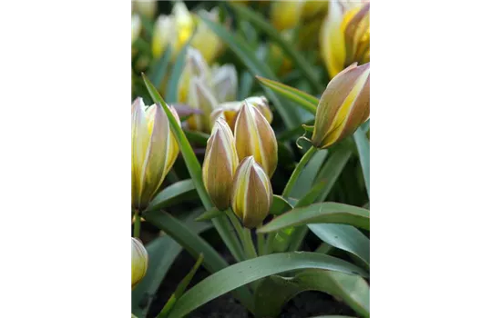 Wildtulpe 'tarda'