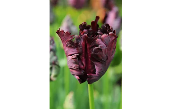 Tulpe 'Black Parrot'