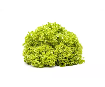 Salat 'Lollo bionda'