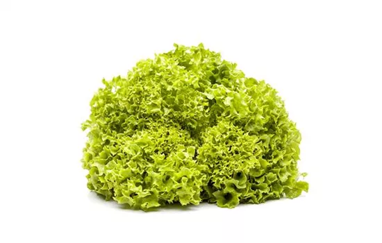 Salat 'Lollo bionda' Salat 'Lollo bionda'