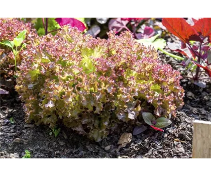 Salat 'Lollo rosso'