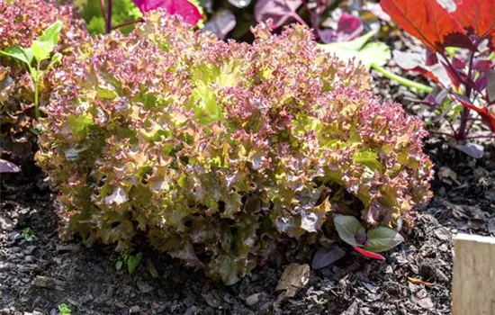 Salat 'Lollo rosso'