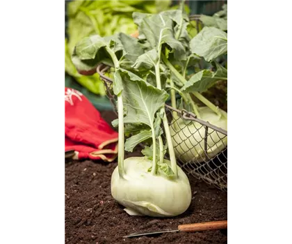 Kohlrabi, weiß Kohlrabi, weiß