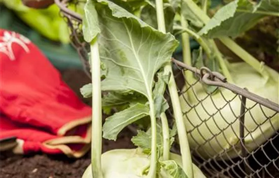 Kohlrabi, weiß Kohlrabi, weiß