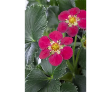 Erdbeere 'Fragoo® Toscana' Erdbeere 'Fragoo® Toscana'