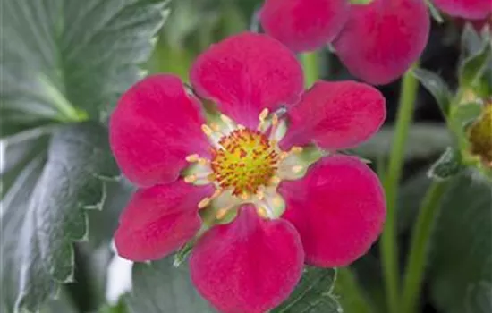 Erdbeere 'Fragoo® Toscana' Erdbeere 'Fragoo® Toscana'
