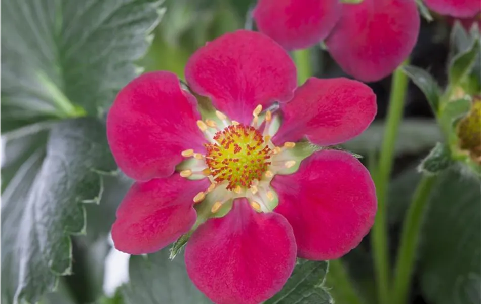 Erdbeere 'Fragoo® Toscana'