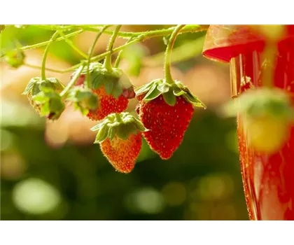 Wald-Erdbeere 'Tubby® Red'