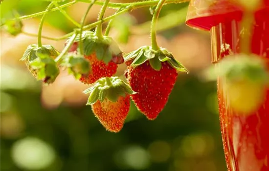Wald-Erdbeere 'Tubby® Red' Wald-Erdbeere 'Tubby® Red'