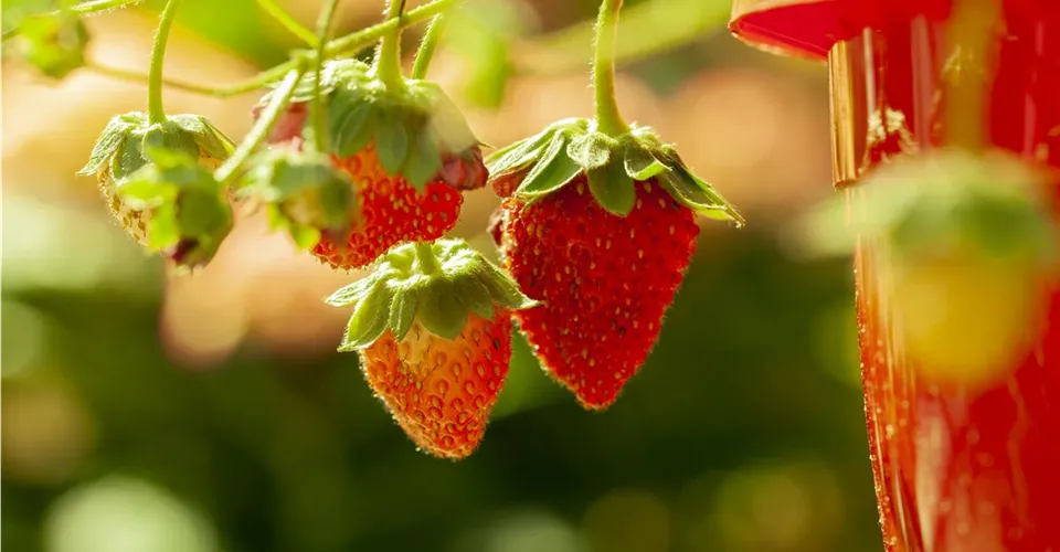 Reife Wald-Erdbeeren Reife Wald-Erdbeeren