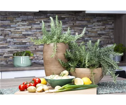 Garten-Rosmarin hängend