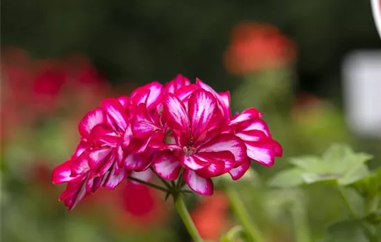 Hängegeranie 'Royal® CandyChoc', rot weiß gefüllt