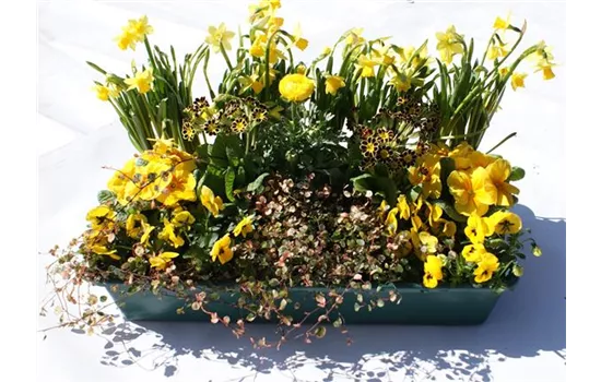 Frühlingskiste Sonnenschein