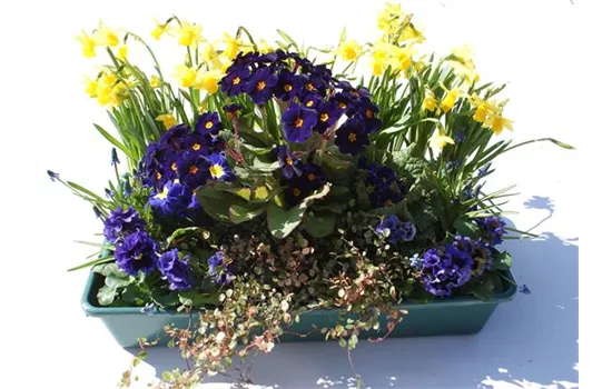 Frühlingskiste Bayern